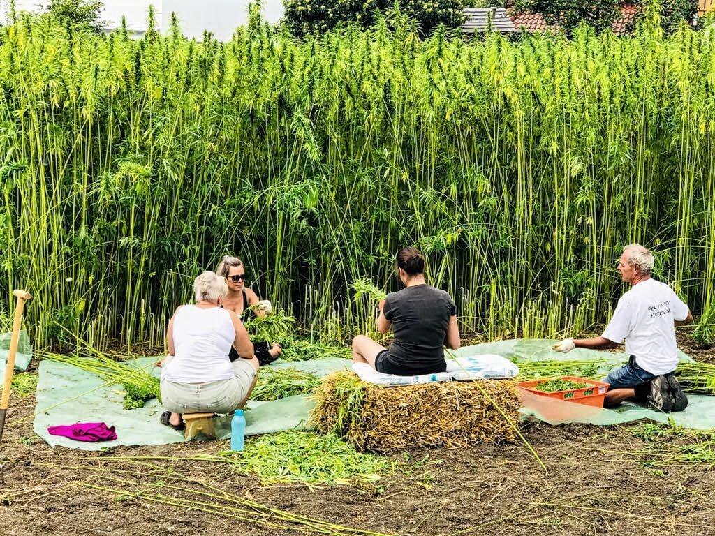 Hanf in Vorarlberg Hanfanbau in Österreich Hempions