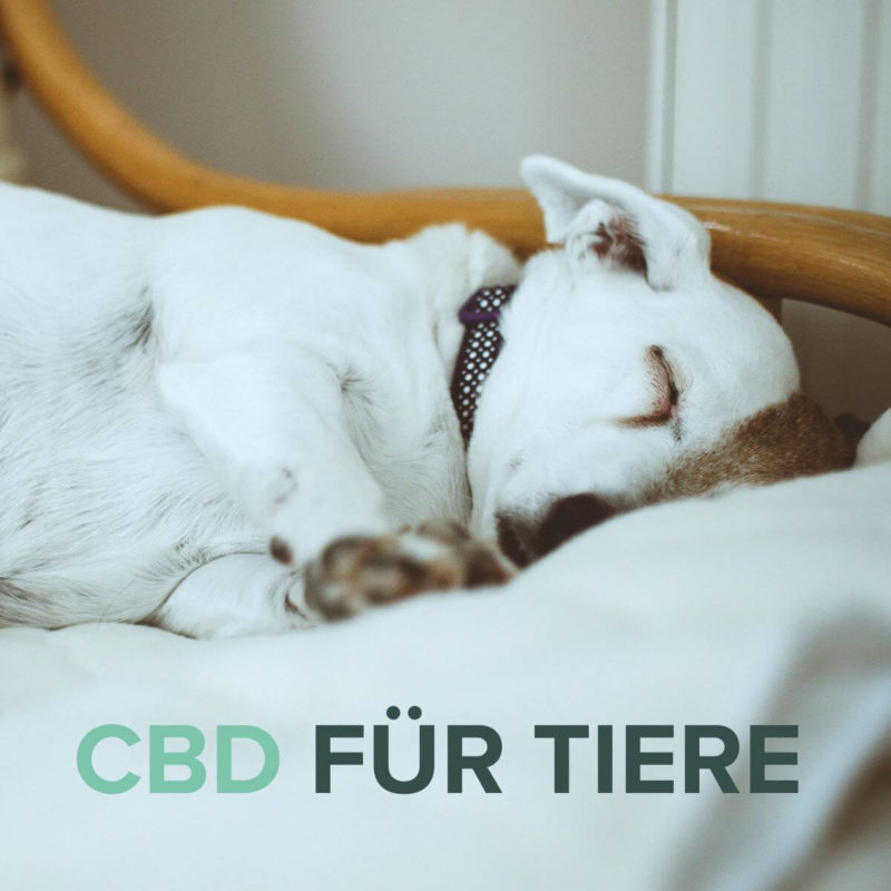CBD for Animals - Picture Dog Sleeping